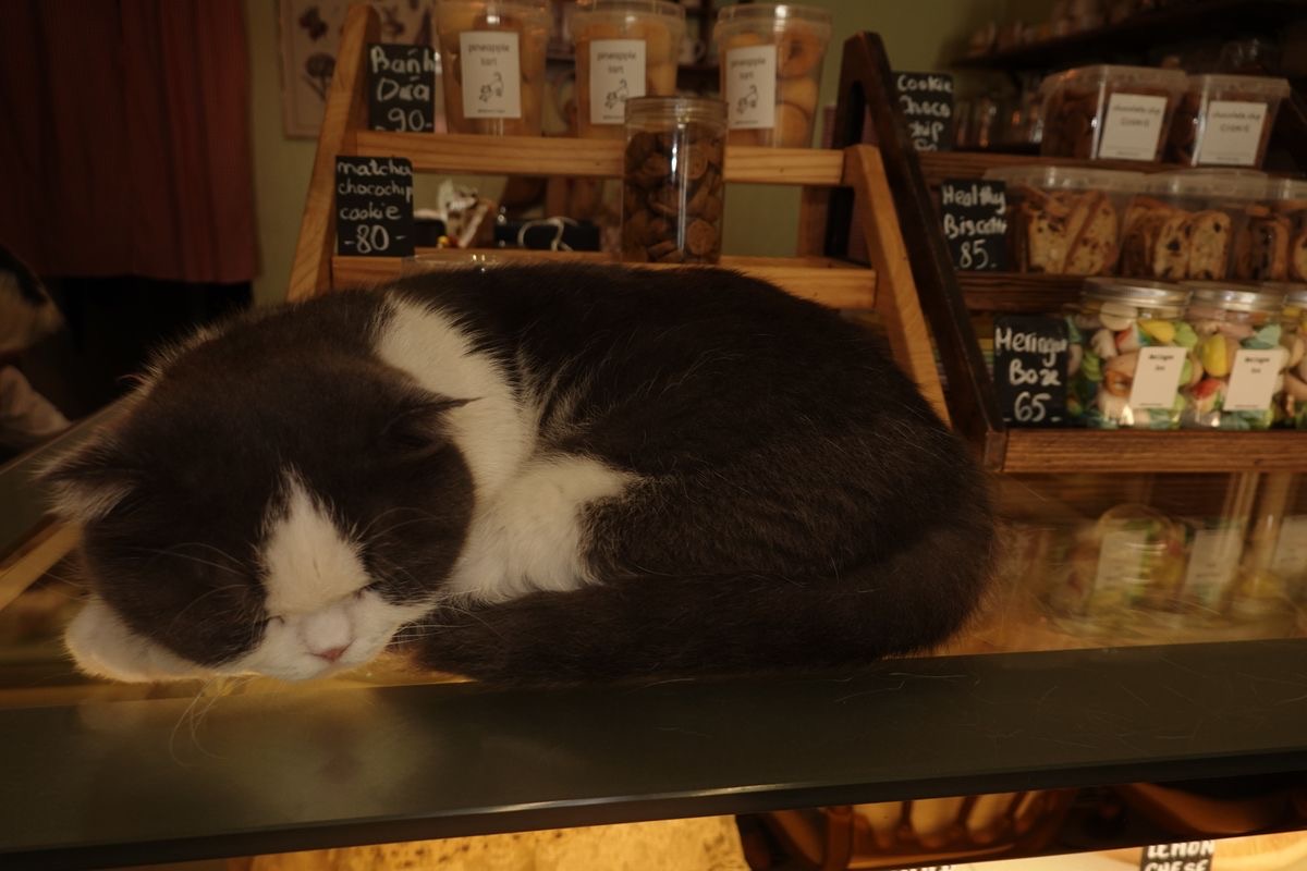 Fluffy cat napping peacefully in the cafe